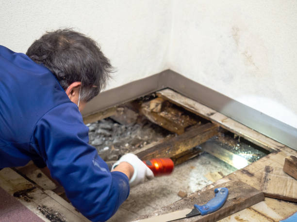 Best Best Mold Removal Companies  in Combined Locks, WI