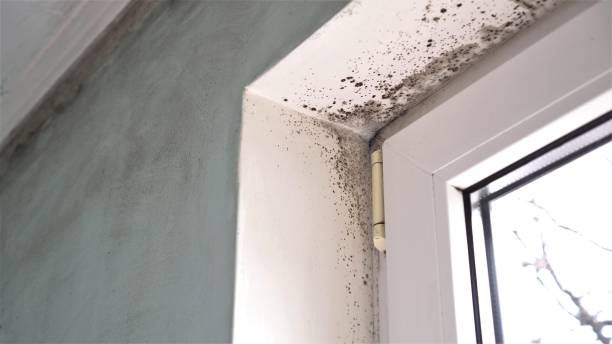 Best Residential Mold Removal  in Combined Locks, WI