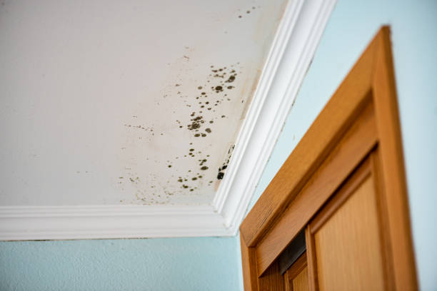 Best Mold Cleaning Services  in Combined Locks, WI