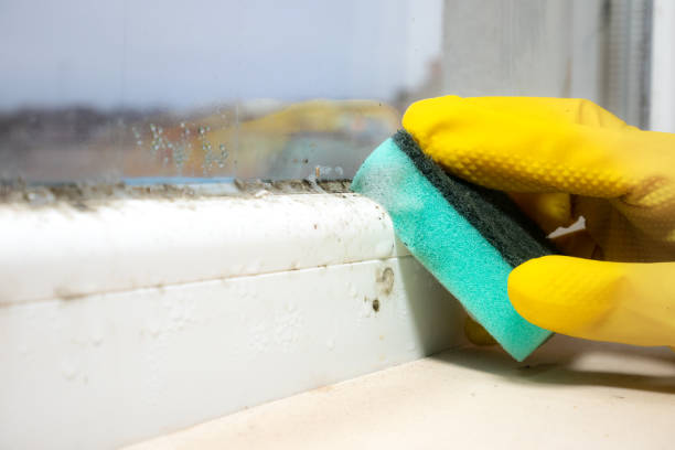 Best Mold Testing and Removal  in Combined Locks, WI