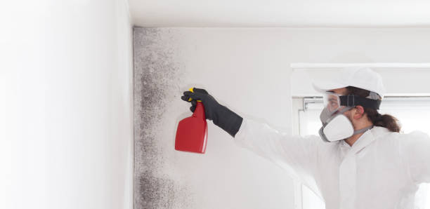 Best Certified Mold Removal  in Combined Locks, WI