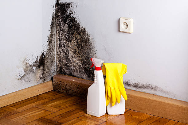 Best Mold Damage Repair  in Combined Locks, WI