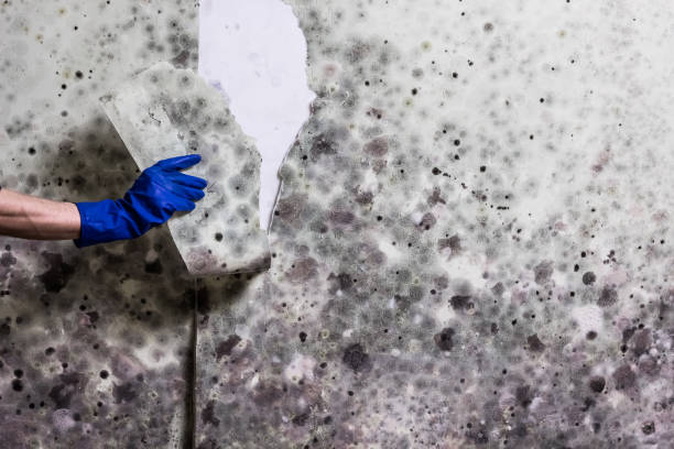 Best Toxic Mold Removal  in Combined Locks, WI